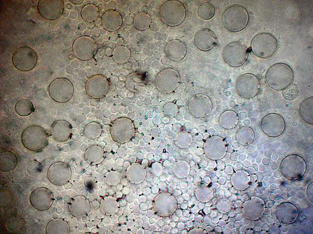 Psathyrella laevissima     (Romagn.)     Singer